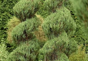 Encyklopedia roślin: Jalowiec skalny  Juniperus scopulorum   Skyrocket