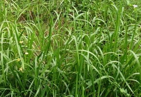 Encyklopedia roślin: Manna mielec  Glyceria maxima