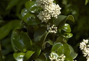 Encyklopedia roślin: Ligustr japonski  Ligustrum japonicum   Rotundifol