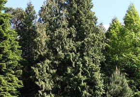 Encyklopedia roślin: Zywotnik olbrzymi  Thuja plicata