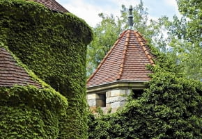 Winobluszcz trójklapowy i zimozielony bluszcz (Hedera helix) to pnącza samoczepne - potrafią się wspinać na kilkanaście metrów