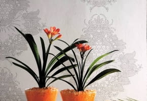 WNETRZA ROSLINY KLIWIA PODLOZE ZEL