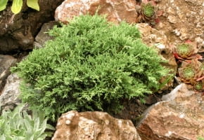 Encyklopedia roślin: Jalowiec chinski  Juniperus chinensis   Echiniform