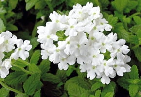 17.09.2007 PLANTPOL ZABORZE