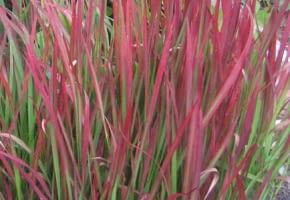 Encyklopedia roślin: Imperata cylindryczna  Imperata cylindrica   Trawa