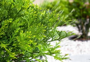 Żywotnikowiec japoński