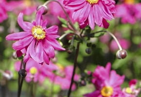 ZAWILEC JAPOŃSKI (ANEMONE HUPEHENSIS) 'PAMINA' dorasta do 90 cm wysokości. Kwitnie na ciemnoróżowo. Ma bardziej zwarty pokrój niż czysty gatunek. Jego kwiaty są płaskie i dość duże, płatki zaś wąskie i bardzo liczne.