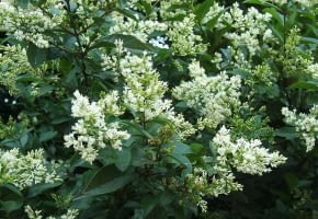 Encyklopedia roślin: Ligustr jajolistny  Ligustrum ovalifolium  ma bial