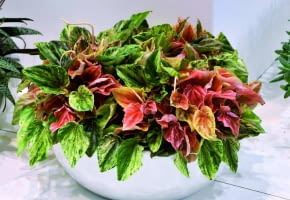 Peperomia kędzierzawa 'pink lady' ma do 20 cm wysokości. Jest wielobarwna - jej młode liście są czerwonawe, starsze zielenieją.