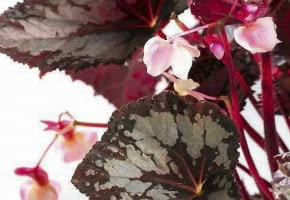 BEGONIE KRÓLEWSKIE wiosną potrafią zakwitnąć, ale kwiaty nie są efektowne. Ogrodnicy nawet radzą obrywać zawiązujące się pączki, bo ich rozwój osłabia rośliny