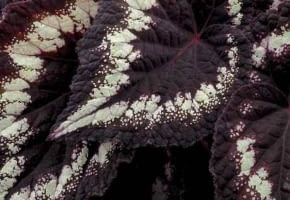 Oto mała próbka zaprezentowanych w tym roku na światowej wystawie roślin Chelsea Flower Show w Londynie premier odmian mieszańców begonii rozłogowych: fioletowo -srebrna 'HELEN LEWIS'