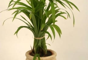 10.05.2004 WARSZAWA ANIN CENTRUM OGRODNICZE SWIAT ROSLIN ROSLINY DONICZKOWE PAPIRUS