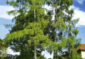 MODRZEW POLSKI LARIX DECIDUA ODMIANA POLONICA DRZEWO IGLASTE FOT. PIOTR BANASZCZAK PUBLIKACJA OGRODY NR 9 (53) - 9.2003