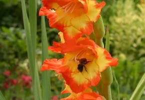 Encyklopedia roślin: Mieczyk Gladiolus
