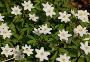 Encyklopedia roślin: Zawilec gajowy