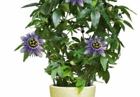 26.06.2008 WARSZAWA SESJA KWIATY WE WNETRZU NZ ROSLINA DONICZKOWA PNACZE - MECZENNICA BLEKITNA PASSIFLORA CAERULEA STYLIZACJA JOANNA WOYDA DLA CZASOPISMA KWIETNIK FOT. ARKADIUSZ SCICHOCKI / AGENCJA GAZETA PUBLIKACJA KWIETNIK NR 9 (165) - 9 2008
