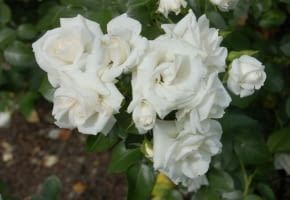 Encyklopedia roślin: Roza okrywowa  Aspirin Rose  ma biale kwiaty czasa