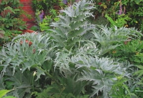 KARCZOCH HISZPAŃSKI tworzy liście o mięsis-tych ogonkach i nerwach oraz twarde i kłujące pąki kwiatostanów.