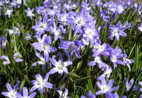 WIOSNA ROSLINY CEBULOWE KWIATY SNIEZNIK FOT. EWA NARKIEWICZ PUBLIKACJA KWIETNIK NR 4 (148) - 4 2007 SLOWA KLUCZOWE: ROSLINY KWIATY ZDJĘCIE DO WKŁADKI: PUBLIKACJA KWIETNIK NR 4 (148) - CZASOPISMA