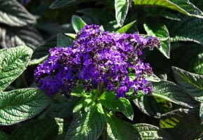 Encyklopedia roślin: Heliotrop peruwianski  Heliotropium peruvianum  ma