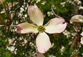 Encyklopedia roślin: Deren kwiecisty  Cornus florida  ma drobne kwiaty