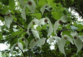 Encyklopedia roślin: Dawidia chinska  Davidia involucrata