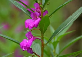 Encyklopedia roślin: Niecierpek Balsamina  Impatiens balsamina