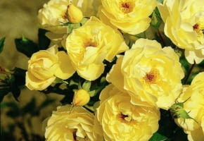 Encyklopedia roślin: Roza okrywowa  Sonnenschirm  ma zolte kwiaty  polp