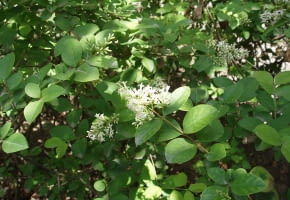 Encyklopedia roślin: Ligustr Vicaryi  Ligustrum  Vicaryi