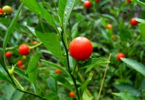 Encyklopedia roślin: Psianka koralowa  Ma biale kwiaty i czerwone owoce