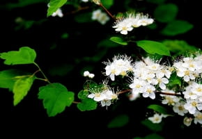 Encyklopedia roślin: Spiraea chamaedryfolia