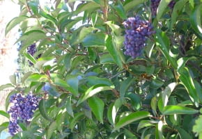 Encyklopedia roślin: Ligustr blyszczacy  Ligustrum lucidum    owoce to