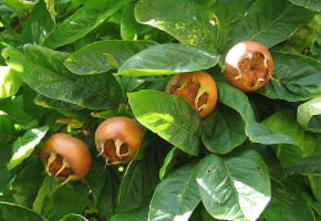 Encyklopedia roślin: Nieszpulka zwyczajna  inaczej jadalna  Mespilus ge