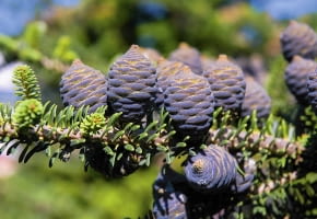 SLOWA KLUCZOWE: abies cone conifer koreana