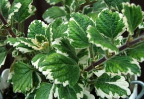 Encyklopedia roślin: Plektrantus koleusowaty  Plectranthus coleoides