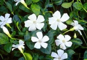 Barwinek pospolity (Vinca minor) 'Gertrude Jekyll'