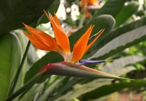 Strelitzia reginae