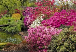 24.05.2004 PIASECZNO SZKOLKA ROSLIN OZDOBNYCH KRZEWY LISCIASTE KWIATY WIOSNA AZALIA RHODODENDRON FOT. PAWEL SLOMCZYNSKI / AGENCJA GAZETA PUBLIKACJA KWIETNIK NR 4 (136) - 4.2006 SLOWA KLUCZOWE: ROSLINY WODA OGRODY KWIATY ZDJĘCIE DO WKŁADKI: PUBLIKACJA KWIETNIK NR 4 (136) - CZASOPISMA