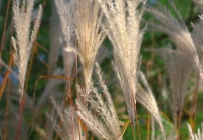 Miskant cukrowy mocno się rozrasta. Jego łany jesienią wyglądają imponująco.