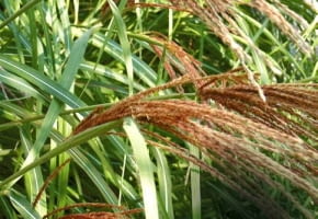 MISKANT CHINSKI MISCANTHUS SINENSIS ODMIANA ROTSIELBER TRAWA OZDOBNA