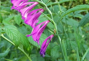 Encyklopedia roślin: Mieczyk dachowkowaty