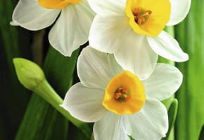Narcyzy, kwiaty cebulowe. Narcyzy posadzone wiosną zakwitną latem