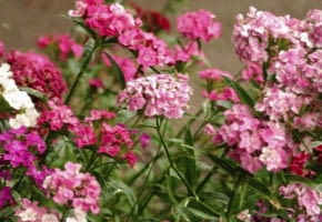 30.06.2004 WARSZAWA OGROD BOTANICZNY UNIWERSYTETU WARSZAWSKIEGO ALEJE UJAZDOWSKIE ROSLINY BYLINY DIANTHUS BARBATUS GOZDZIK BRODATY FOT. PAWEL SLOMCZYNSKI / AGENCJA GAZETA PUBLIKACJA KWIETNIK NR 6 (138) - 6.2006 SLOWA KLUCZOWE: ROSLINY KWIATY ZDJĘCIE DO WKŁADKI: PUBLIKACJA KWIETNIK NR 6 (138) - CZASOPISMA