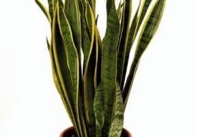 29.05.2003 WARSZAWA ROSLINY DONICZKOWE SANSEWIERIA