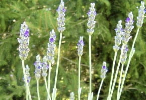 Lavandula lanata ma srebrnoszare, bardzo aromatyczne listki i ciemnoniebieskie kwiaty