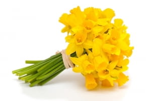 Żonkil - zazdrość