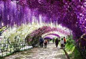 Encyklopedia roślin: Pergole porosniete glicynia chronia przed upalem w