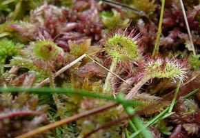 Encyklopedia roślin: Rosiczka okraglolistna