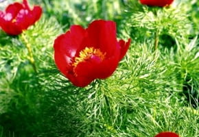 Encyklopedia roślin: PIWONIA DELIKATNA  Paeonia tenuifolia  ma czerwone