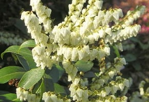 Encyklopedia roślin: Pieris kwiecisty  Pieris floribunda